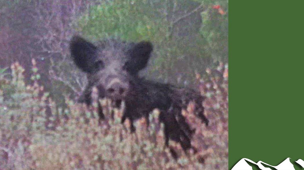 Hunting speedy wild boar in Corsica