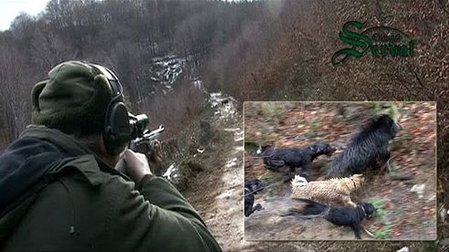 Wild Boar hunting in Bulgaria - part 2