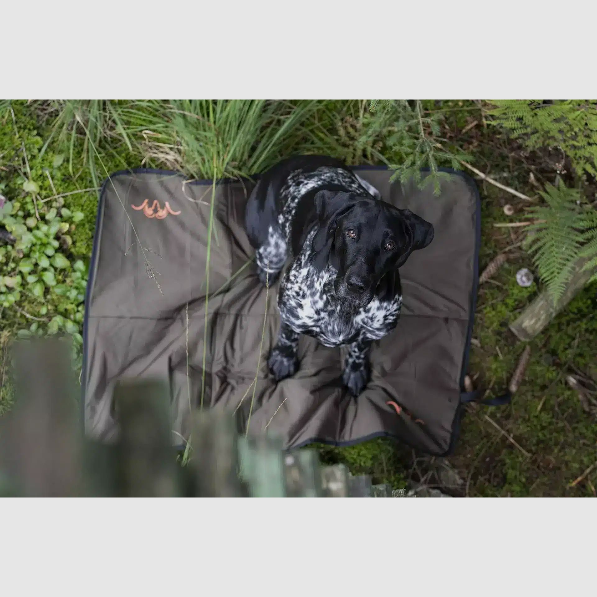 Blaser Hundedecke dunkel oliv 70×100 cm
