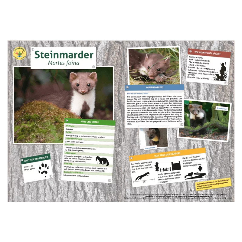 Lernort Natur-Tiertafel DIN A3 Steinmarder