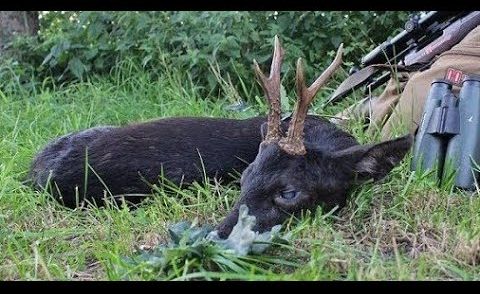 Jagd auf einen schwarzen Rehbock / hunting for a black roebuck - Hunter Brothers