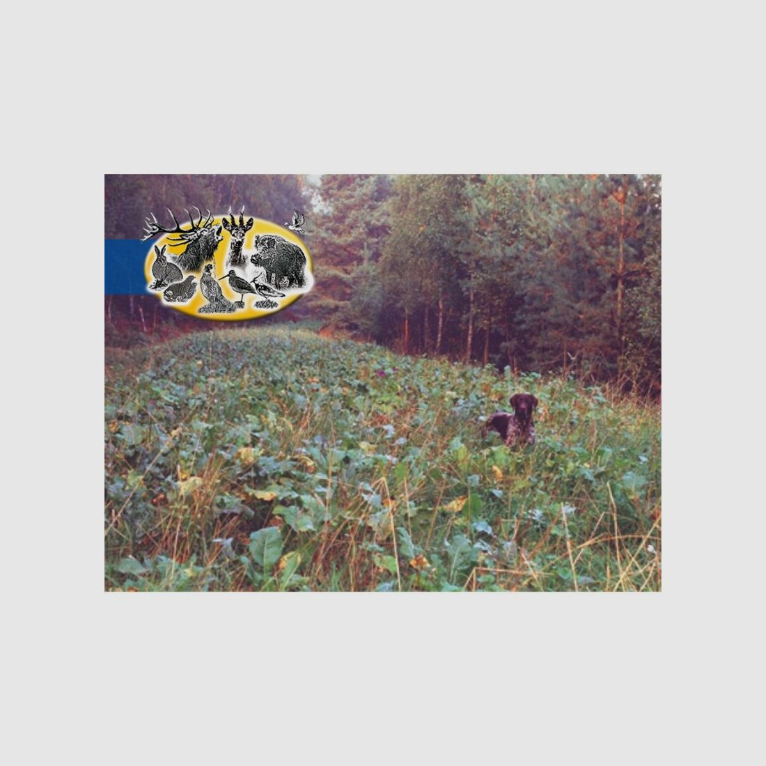 Wildackermischung Pioniermischung Hoch- / Niederwild 10Kg