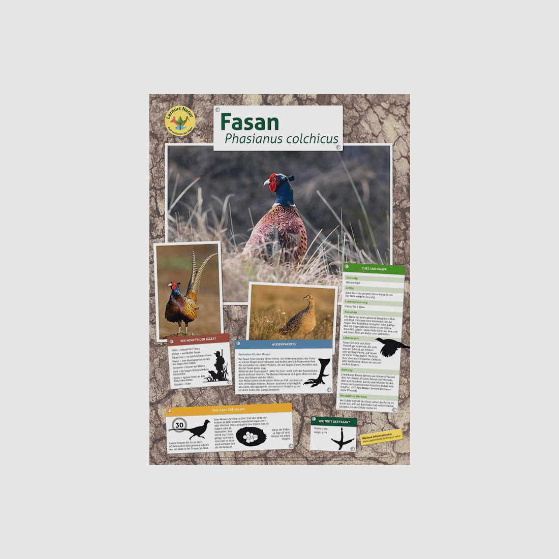 Luogo di apprendimento natura - Poster del fagiano