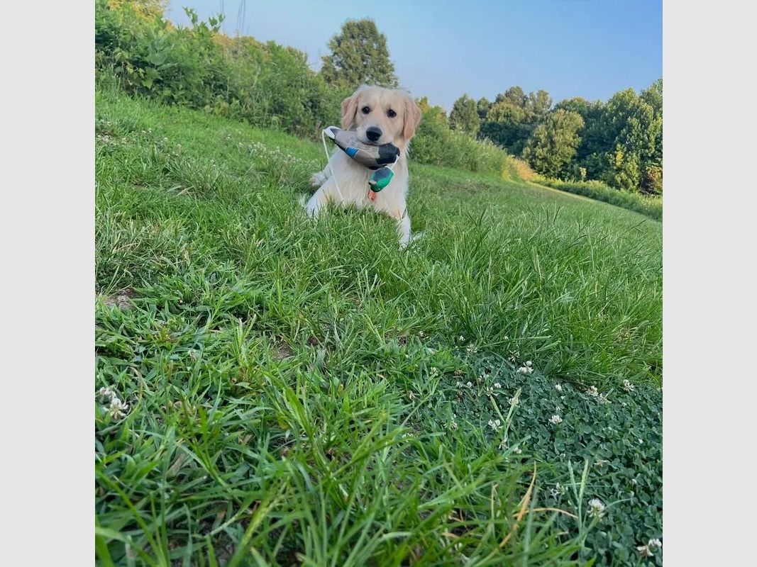 hs-arms cani apportatori dummy anatra di legno