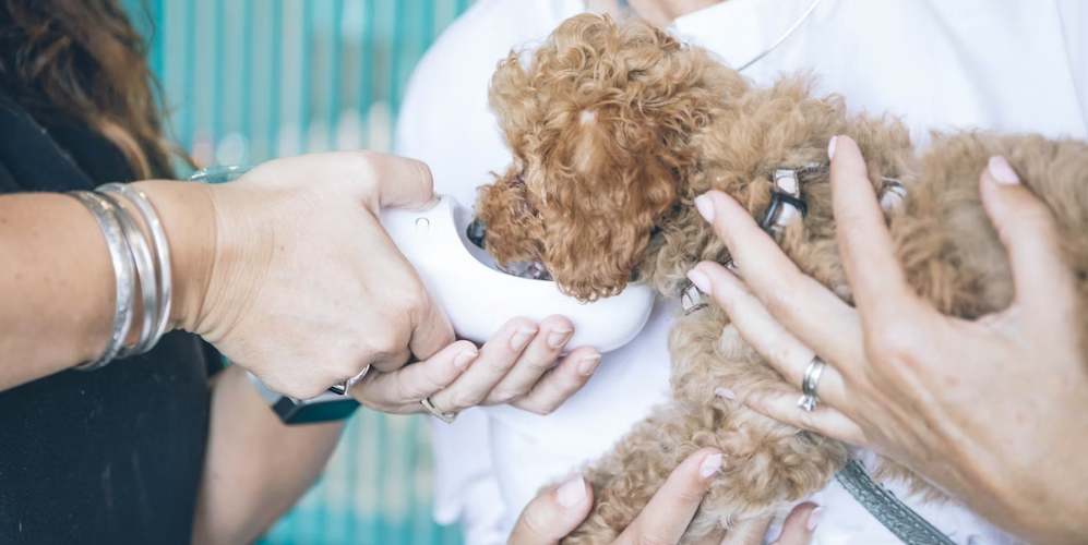 How high are the veterinary costs for a dog?