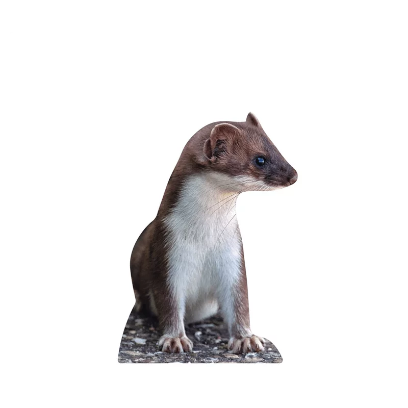Support animal belette