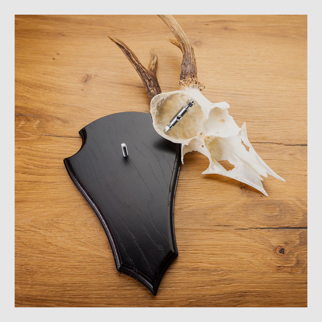 Morsetto e vite per corna di capriolo - 2 pezzi