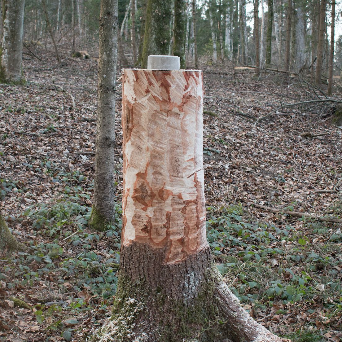 Salzlecken für das Wild - die wichtigsten Infos