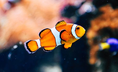 Die Kunst des Fischentschuppens