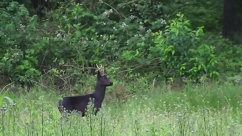 Max Hunt hunting Black Roe Buck in Germany, German and English version.