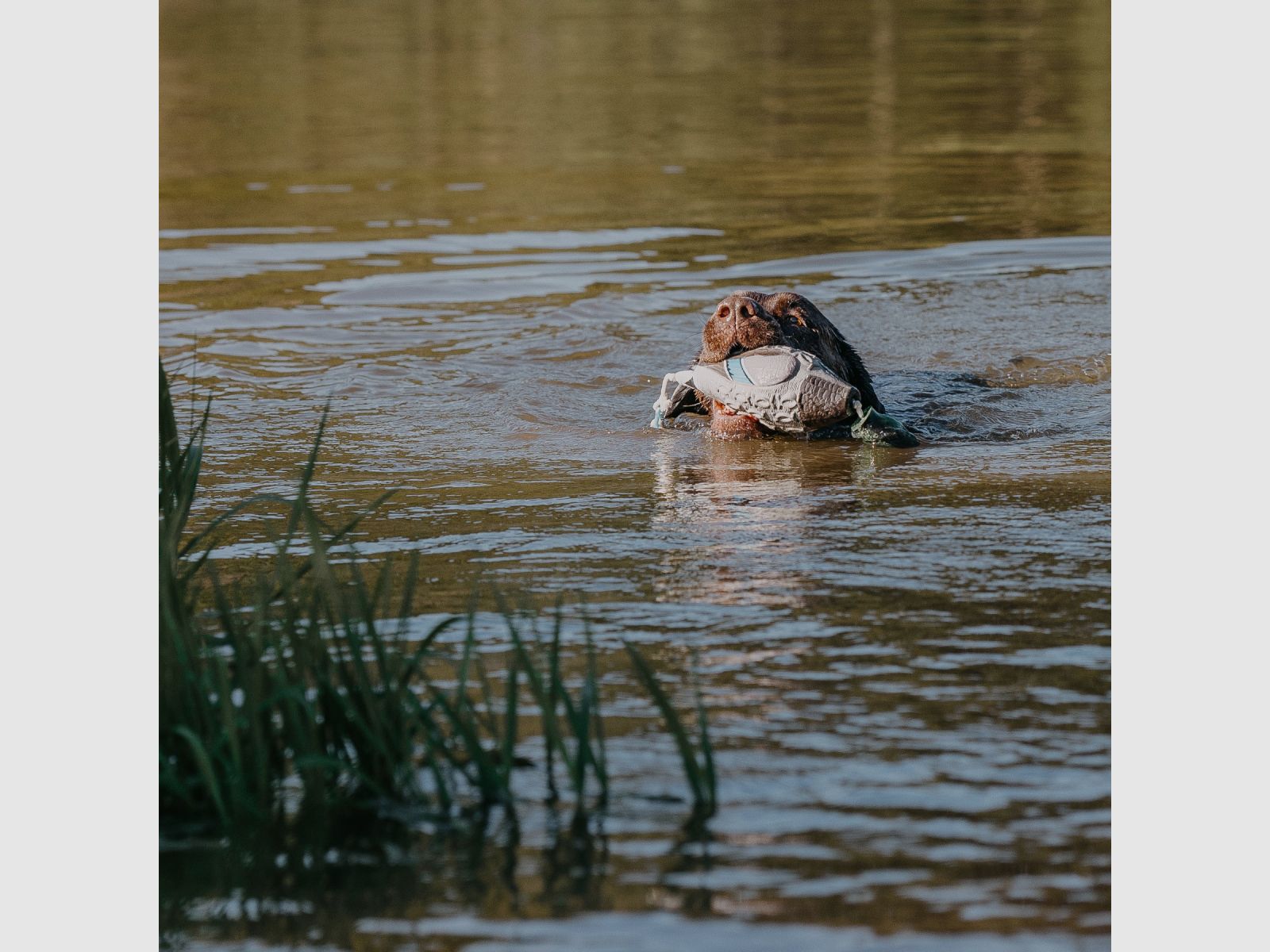 HP&G Apportierdummy Stockente