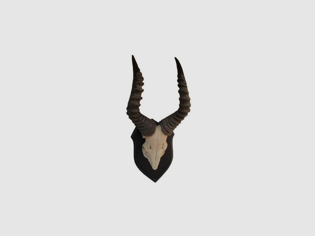 Trofeo di red Hartebeest 03
