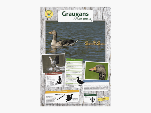 Lieu d'apprentissage nature - Affiche de l'oie cendrée