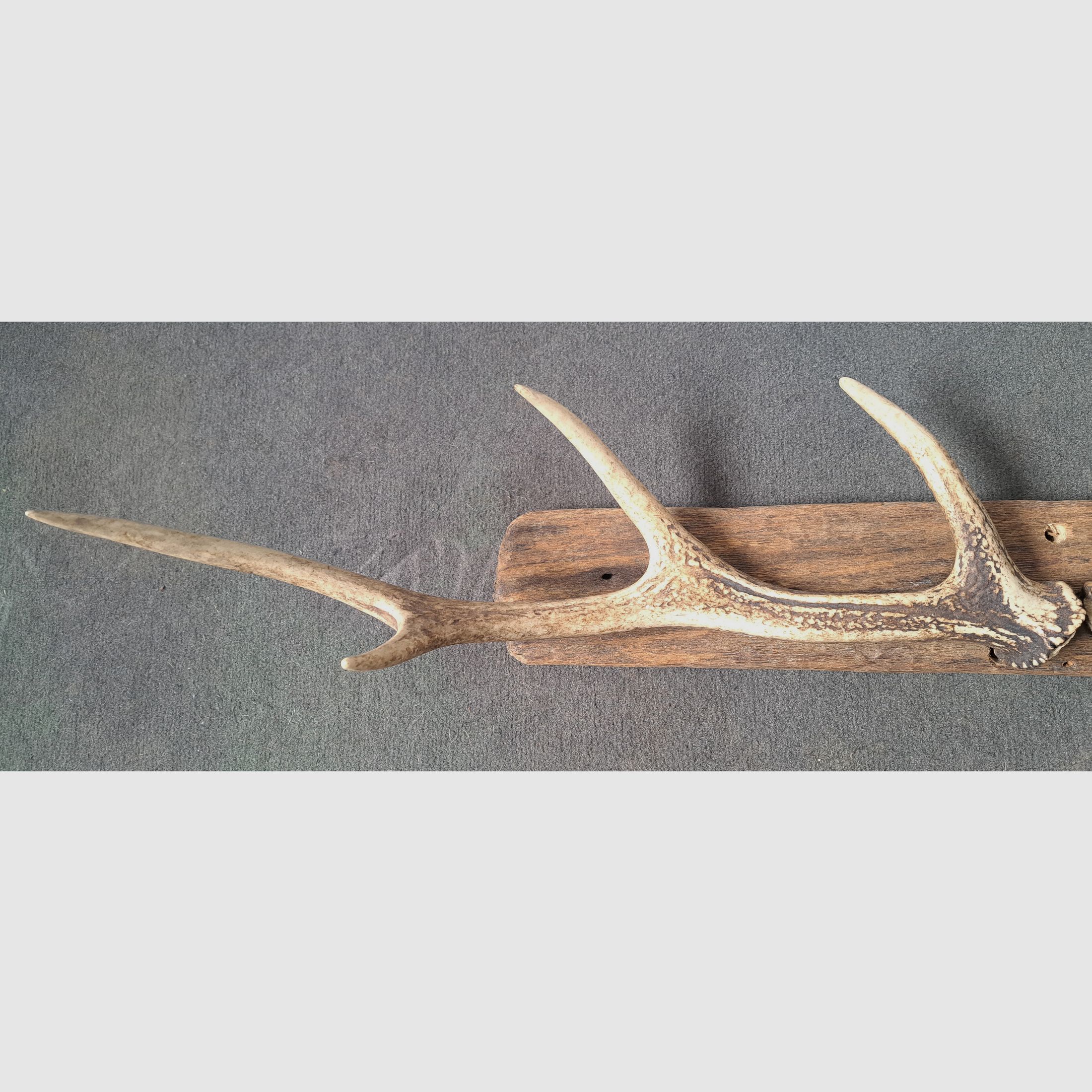2x Sikawild Abwurfstange Geweih sur bois flotté