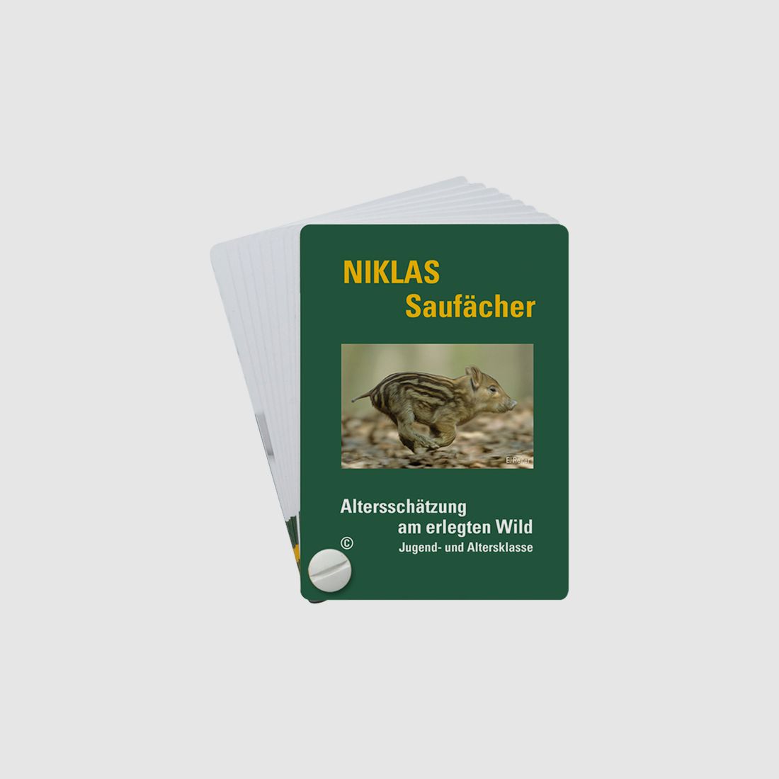 NIKLAS Altersschätzfächer Schwarzwild