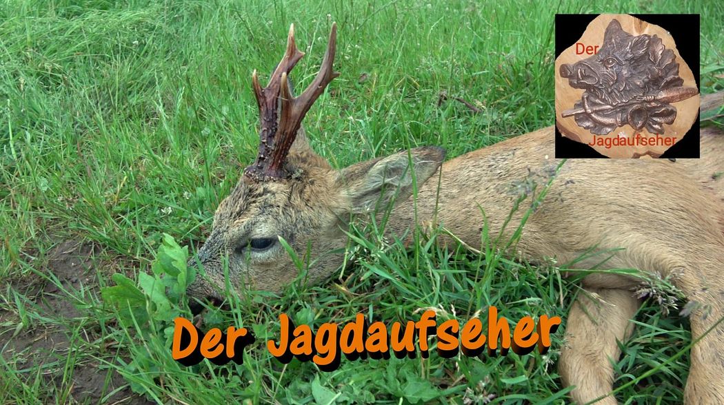 Jagd auf den laufkranken Rehbock