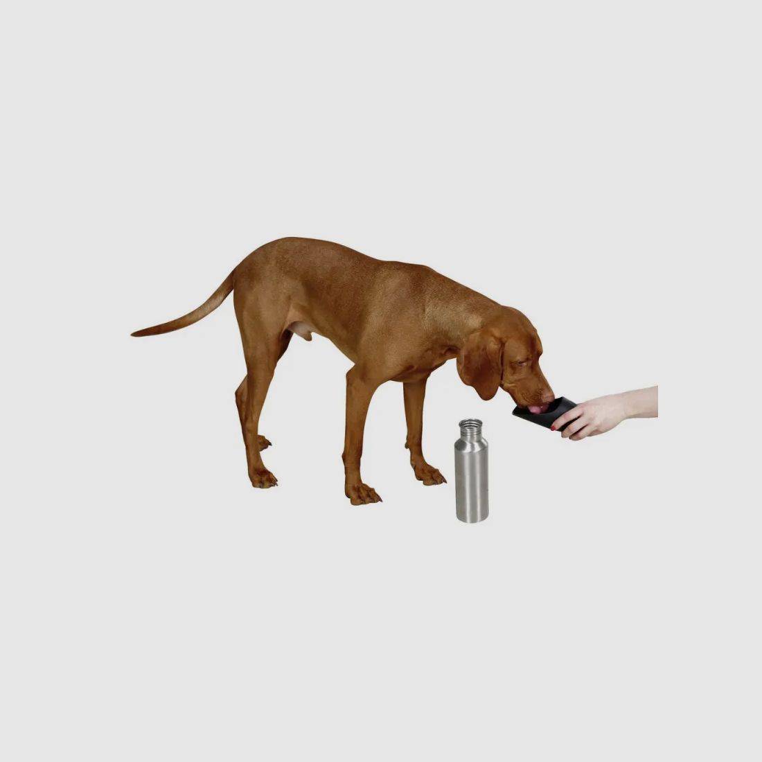Bouteille de voyage pour chien en acier inoxydable, image 3 sur 6