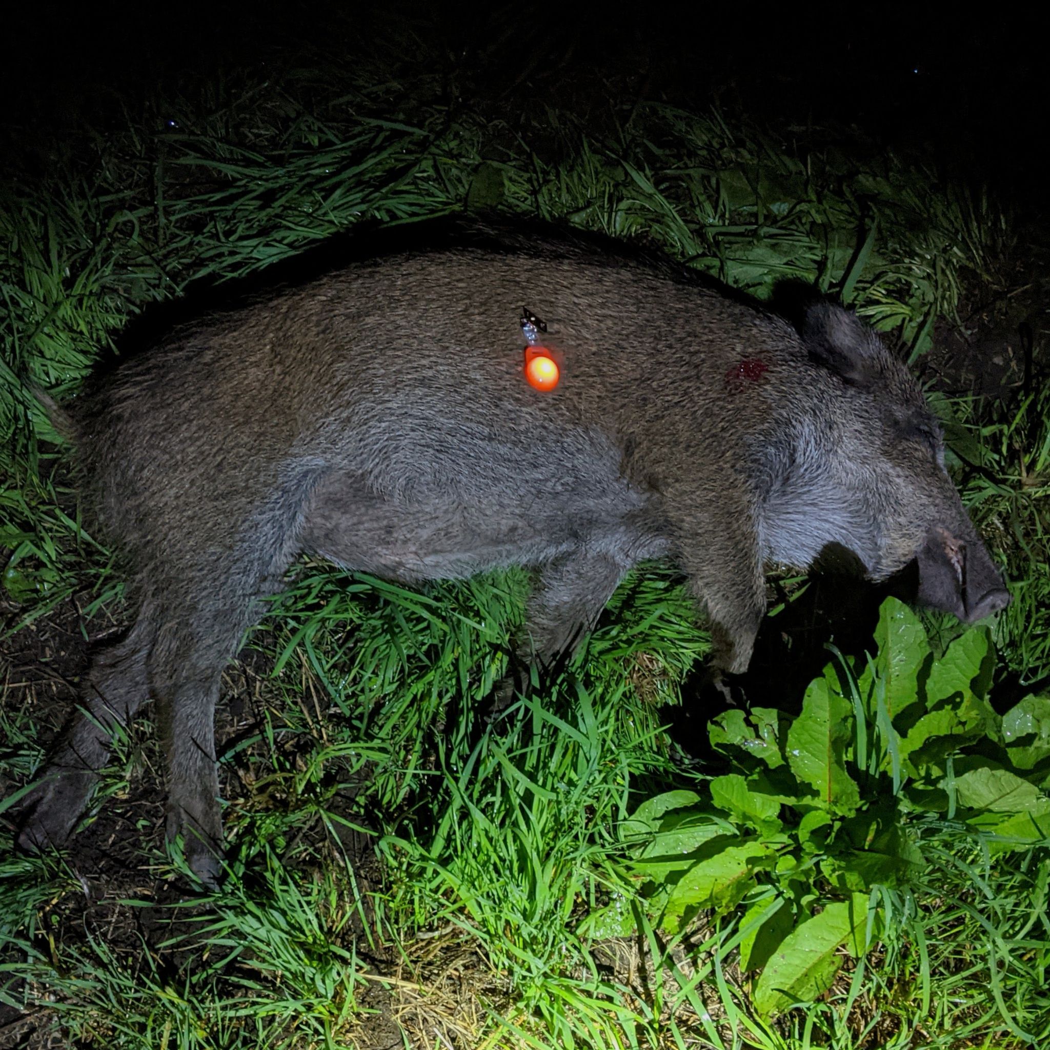 Für Nachtjagd: LED Blinklichter "Hänsel & Gretel" zum Markieren - 2er Set