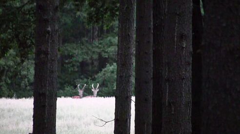 Jagd, Jagderlebnisse, Rotwild, Muffelwild, Thüringen Natur pur