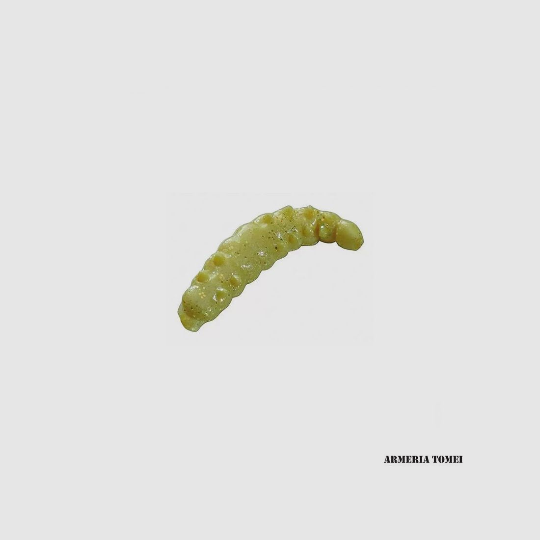 BERKLEY – POWERBAIT POWER HONEY WORMS 2.5 cm Yellow / Scales, image 2 of 2