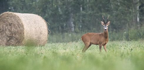 Haltepunkte auf Jagd: Sichere Treffer je nach Wildart