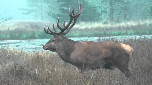 Kronvildt i brunsttiden 25. Hjardemål Klit. 2013 e.