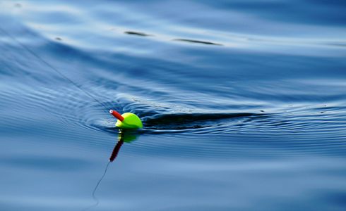 Boilies: Die Kunst des erfolgreichen Köderns beim Angeln