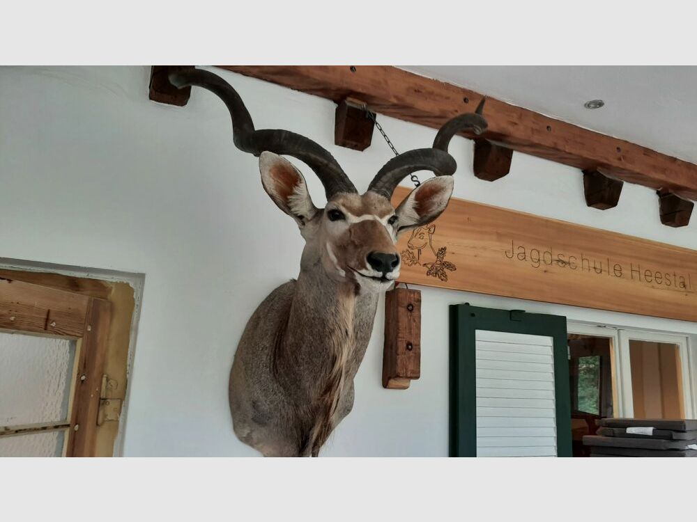 Kudu trofee Afrika beursstand decoratie preparaat taxidermie