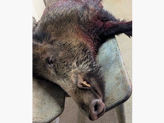 Hunting opportunity for small game in the beautiful Siegerland