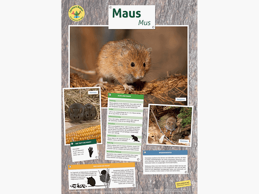 Lieu d'apprentissage nature - Affiche animale souris
