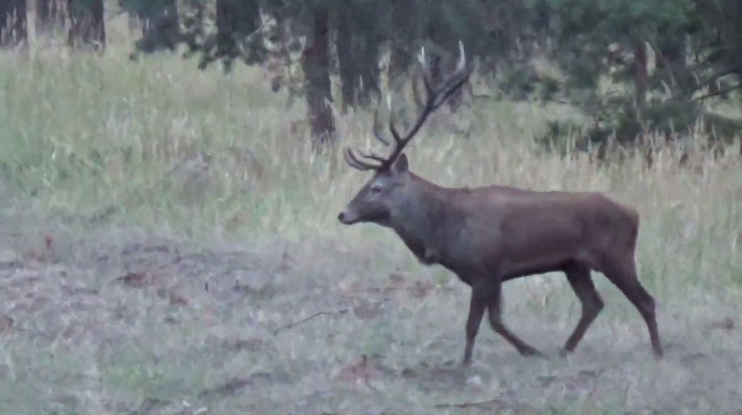 Hirschbrunft 2018; Hirschjagd