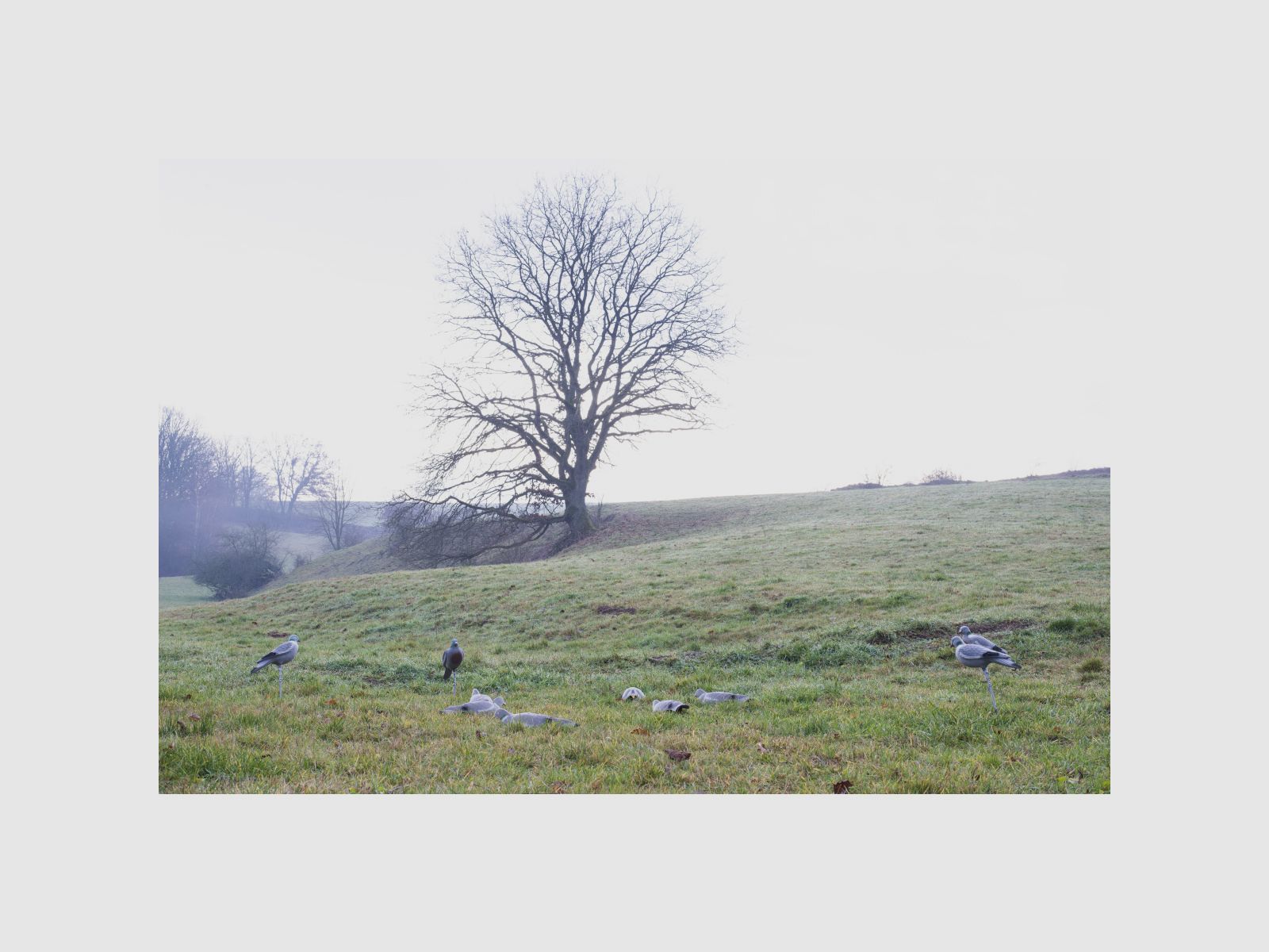 LOCKTAUBE Halbschale Hohltaube beflockt mit Erdspieß