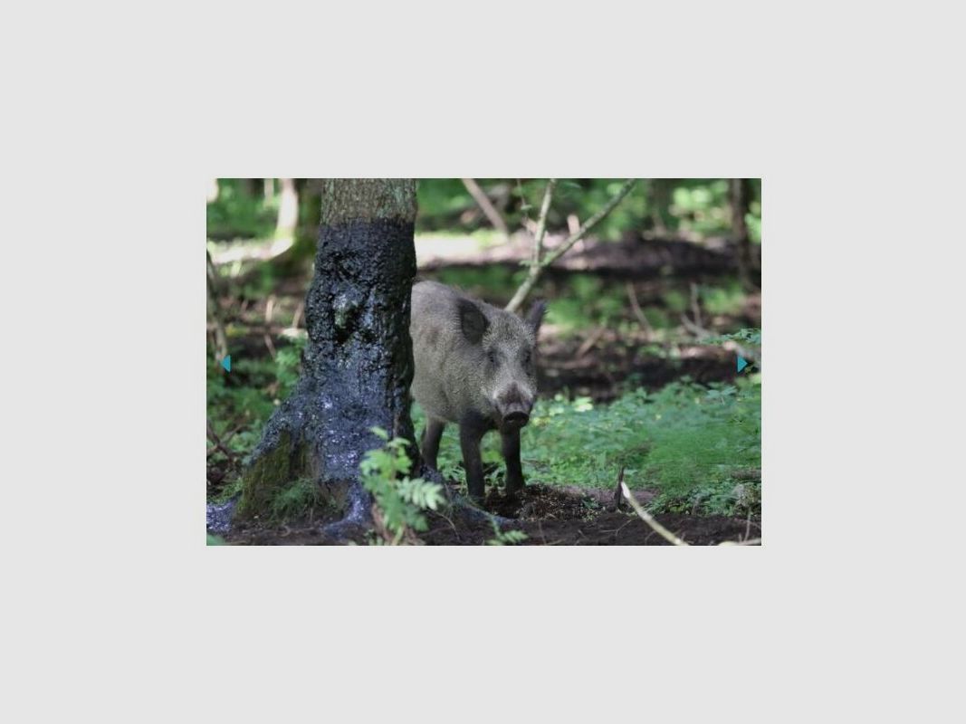 Wildlutscher Mahlbaum Wunder Pinien Teer (Harz) 5 Liter