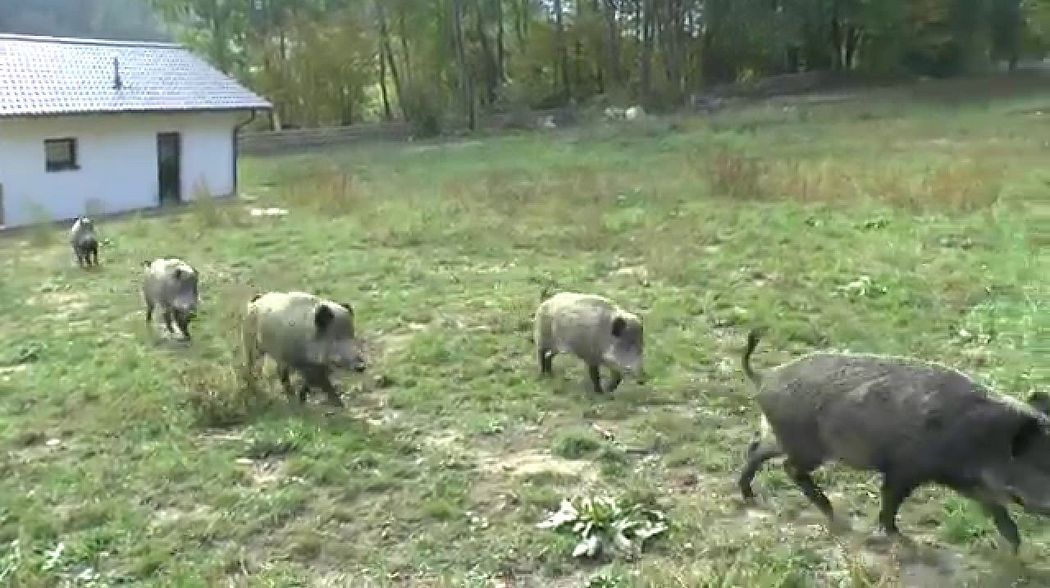 Bayerwald Schwarzwild - Übungsgatter Fahrnbach