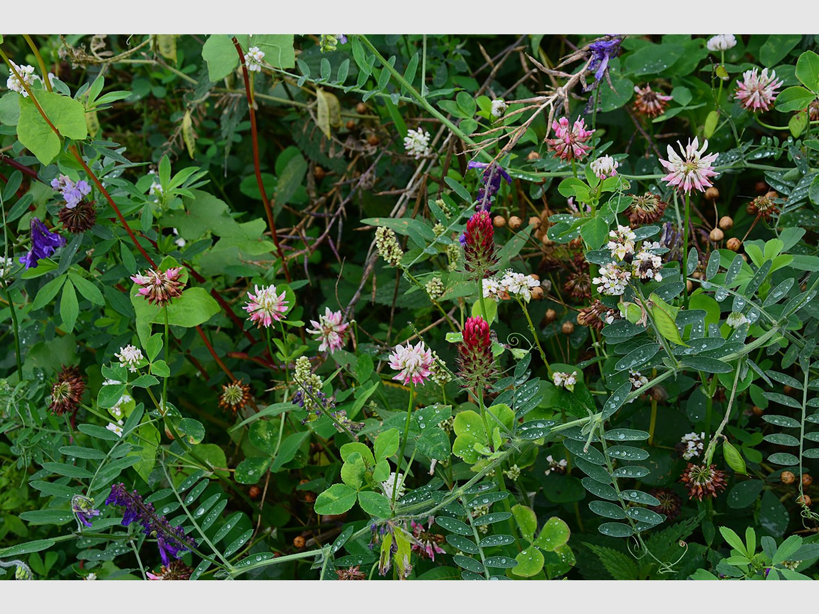 Kiepenkerl Leguminosenmischung