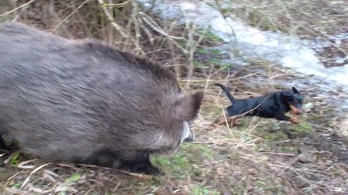 When wild boars attack, all is running