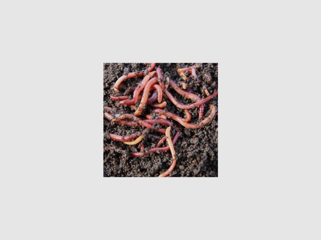 VERS DE TERREAU (EISENIA FETIDA)