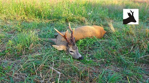 Roebuck stalking - Poranny podchód za rogaczem