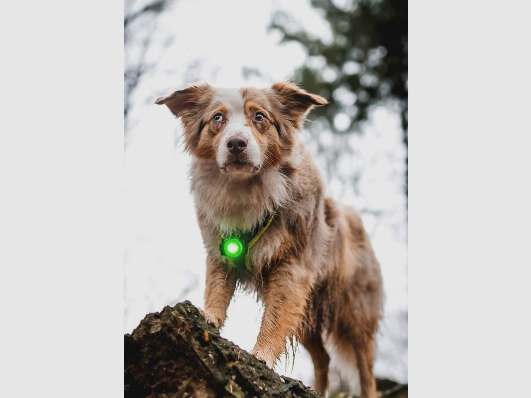 Orbiloc LED-Sicherheitslicht Dog Dual Grün