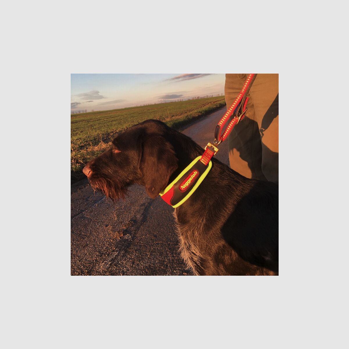 NIGGELOH Collier de Traîneau Jaune/ Rouge
