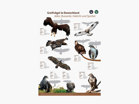 Poster Greifvögel 1: Adler, Bussarde, Habicht, Sperber