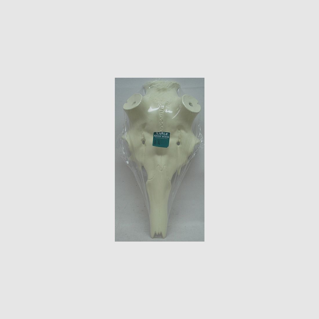 Rothirschschädel A10 70mm -