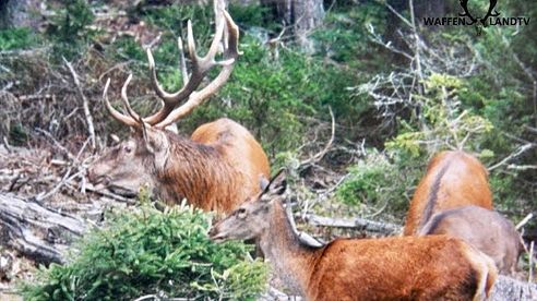 Hirschjagd im Gebirge / CZECH Red Stag Rut