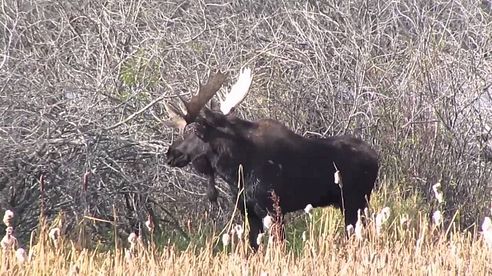 Saskatchewan Bull Moose - Canadian Thanksgiving