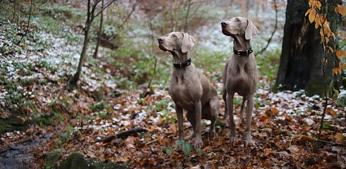 Popular hunting dog breeds in German-speaking countries