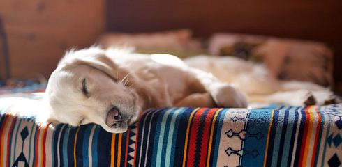 Achtung Hundemalaria! Vorbeugung und Behandlung der Babesiose
