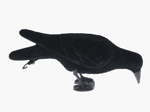 Vollkörper-Lockkrähe beflockt Pickende