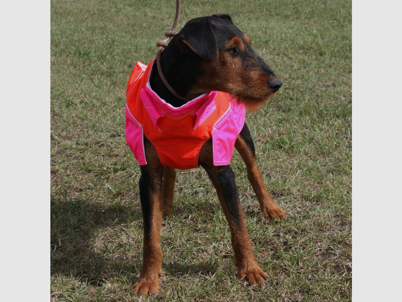 Out Dog Dog protective vest standard (Chest circumference 75 cm – male), image 4 of 7
