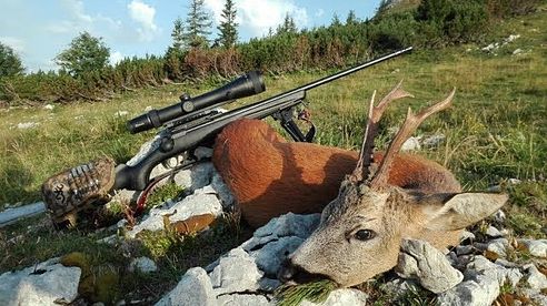 Jagd auf Bergböcke in den Alpen!  Roebuck Rut