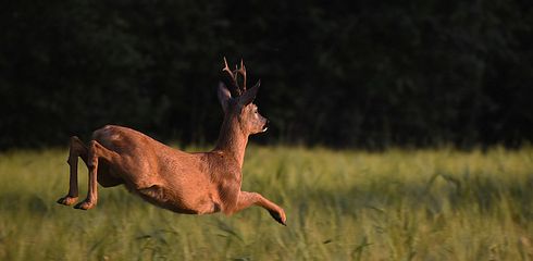 Neue Jagdzeiten Brandenburg (Reh-, Dam- und Rotwild)